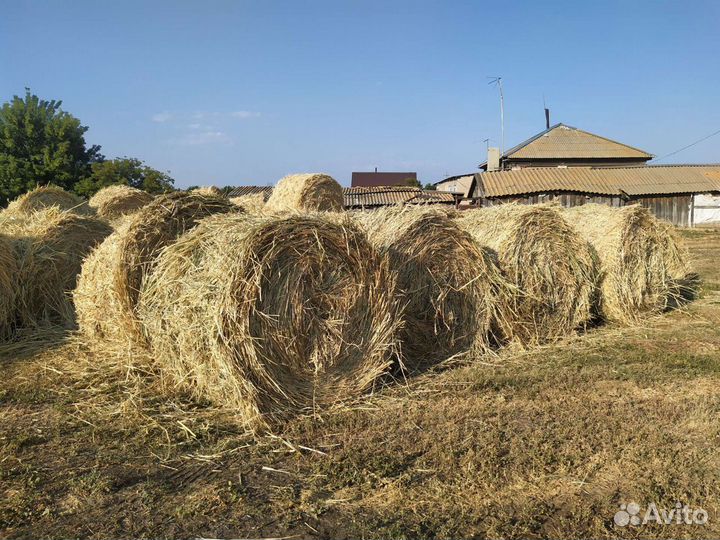 Сено(суданка)
