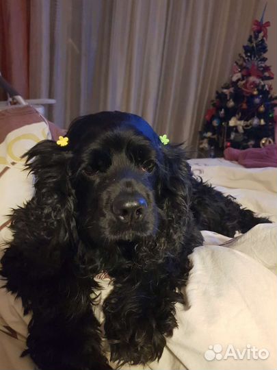 Кокер спаниель вязка