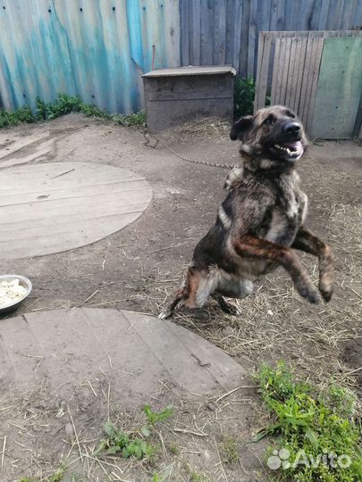 Собака в добрые руки отдам бесплатно