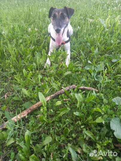 Продаются щенки Гладкошерстного Фокстерьера