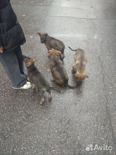 Щенки в добрые рукиПожалуйста