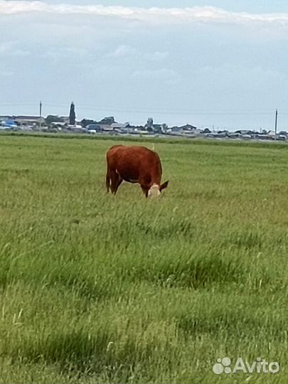 Коровы, телята, бык