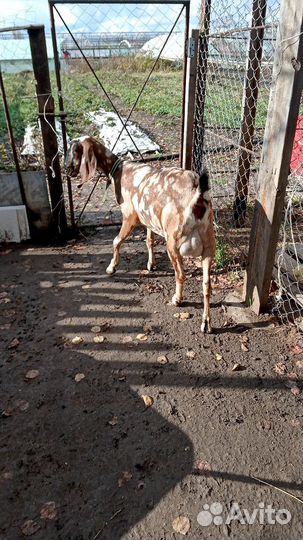 Англо-нубийские : коза,козочки