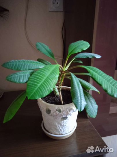 Габитус (плюмерия)