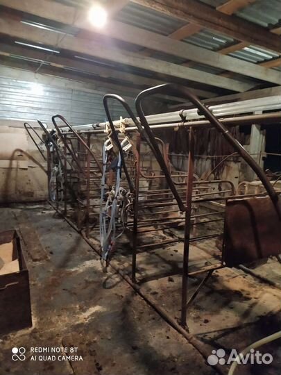 Автоматическая дойка