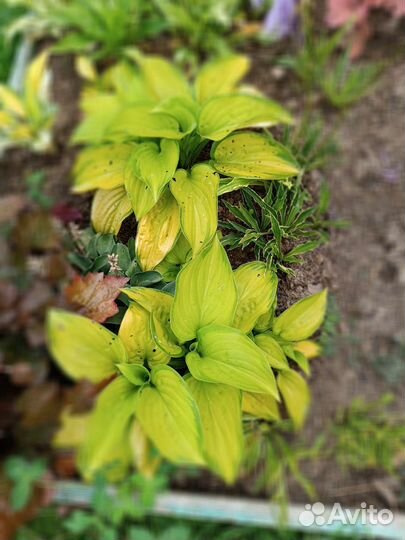 Хоста различные сорта