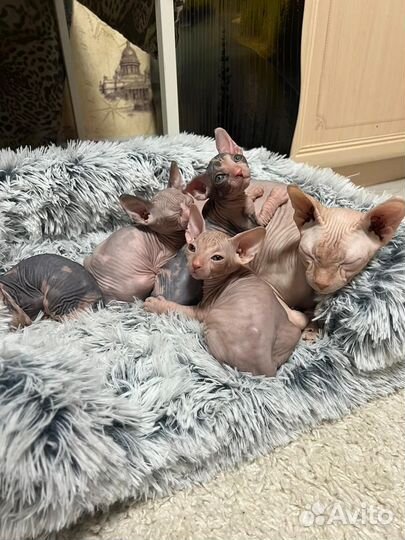 Канадский сфинкс котята