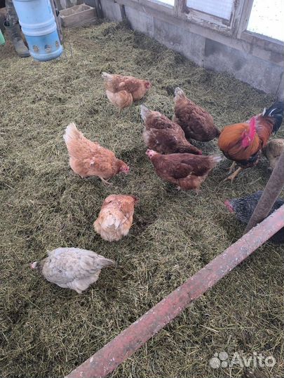 Дробленное сено