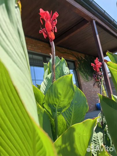 Каны красные