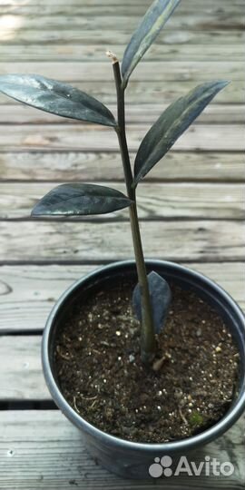 Долларовое дерево/Замиокулькас Равен Чёрный