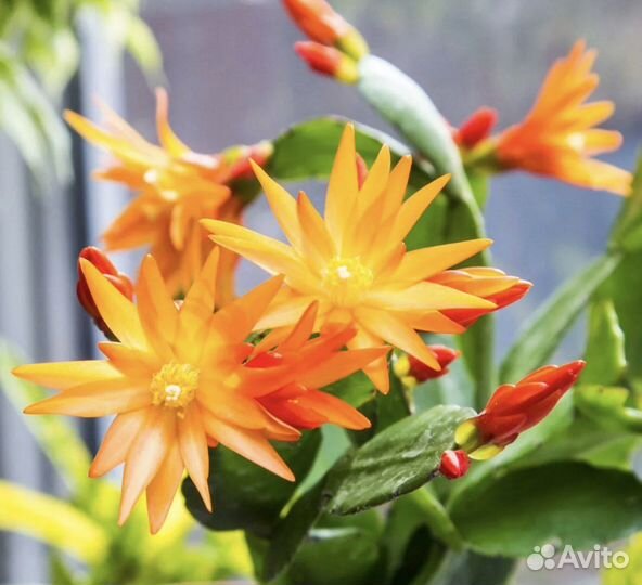 Рипсалидопсис