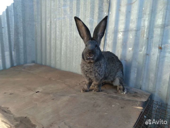 Продаются крольчата породы Фландр, баран и др