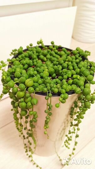 Крестовник Роули