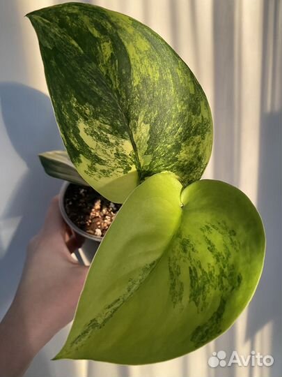 Сциндапсус жаде сатин вариегатный