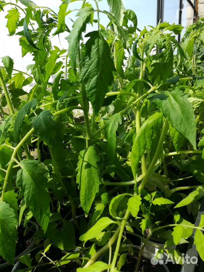 Рассада помидор
