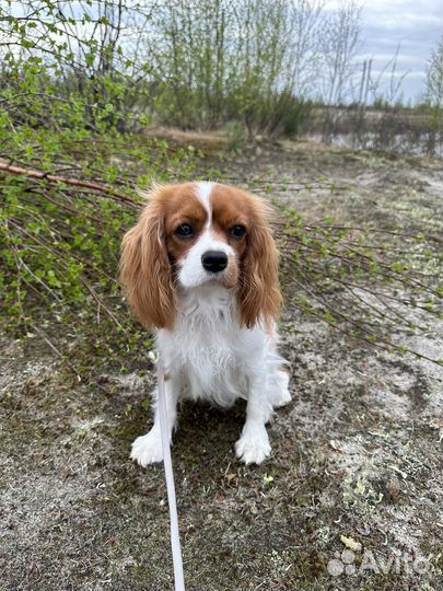 Кавалер кинг чарльз спаниель девочка