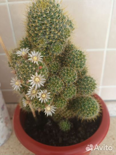 Суккулент