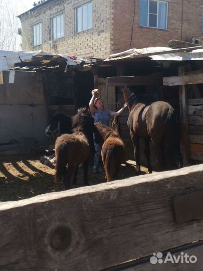 Продам навоз конский без гмо от производителя