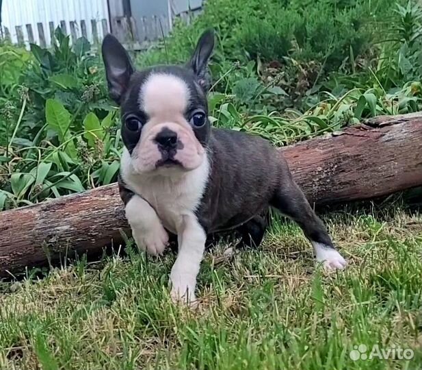 Бостон терьер девочка