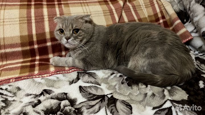 Шотландская вислоухая кошка