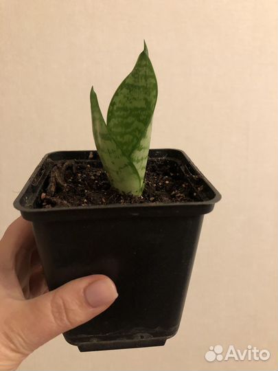 Сансевиерия ханни