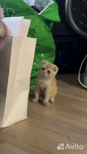 Котенок вислоухий