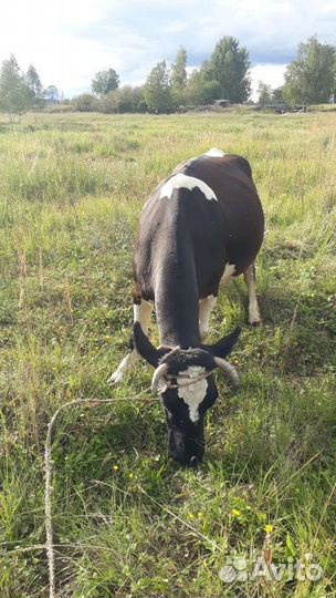 Корова дойная