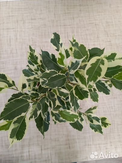 Фикус Бенджамина