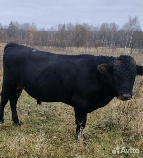 Бычки и быки на мясо