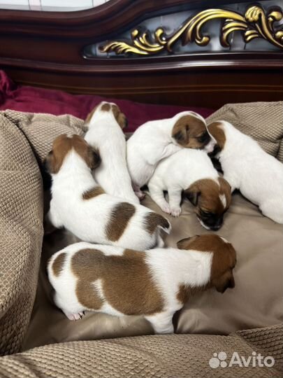 Джек Рассел терьер