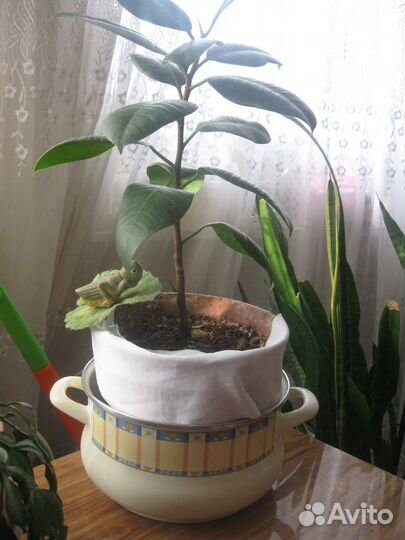 Цветы комнатные и полка для цветов