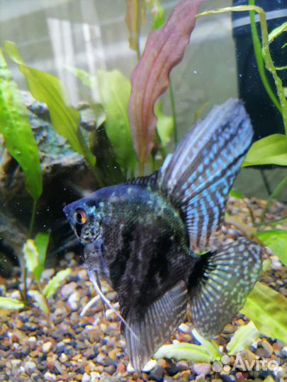 Рыбки скалярии