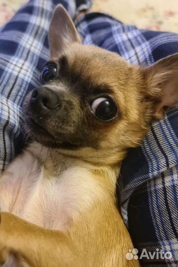 Чихуахуа мини вязка