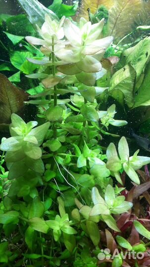 Бакопа Каролинская