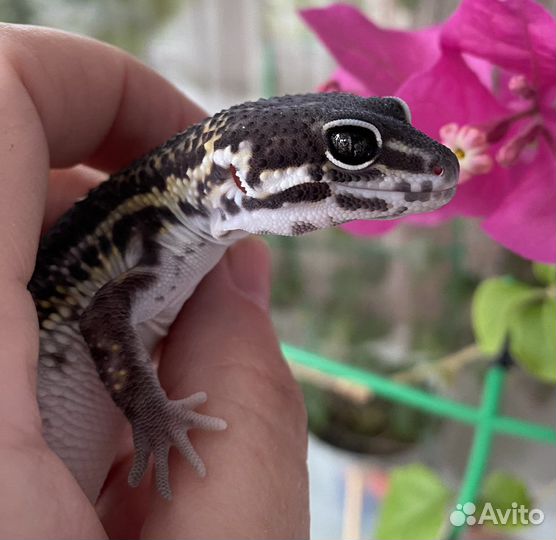 Геккон эублефар