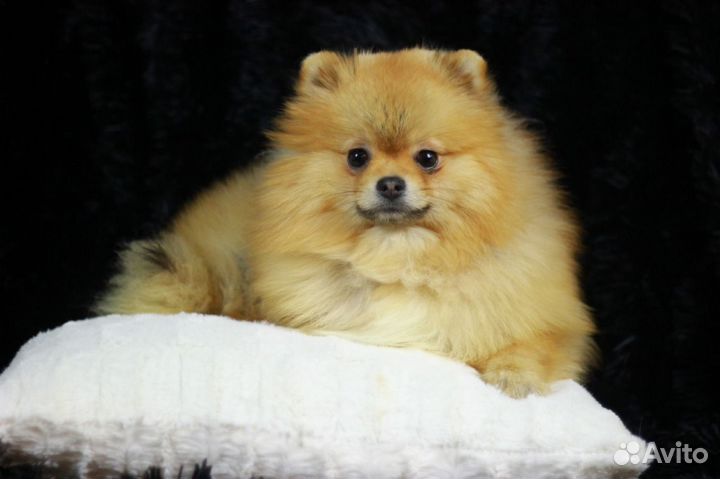 Мальчик на вязку