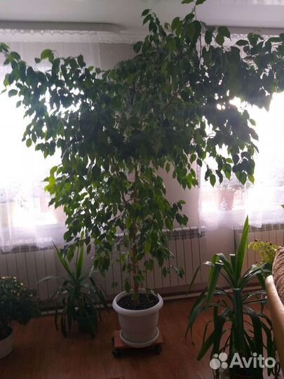 Фикус Бенджамина