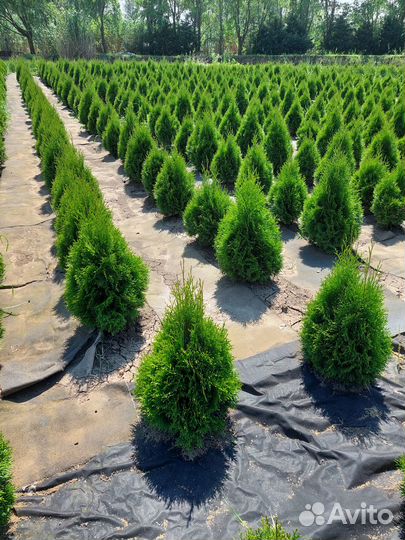 Туи, можжевельники, гибискус древовидный