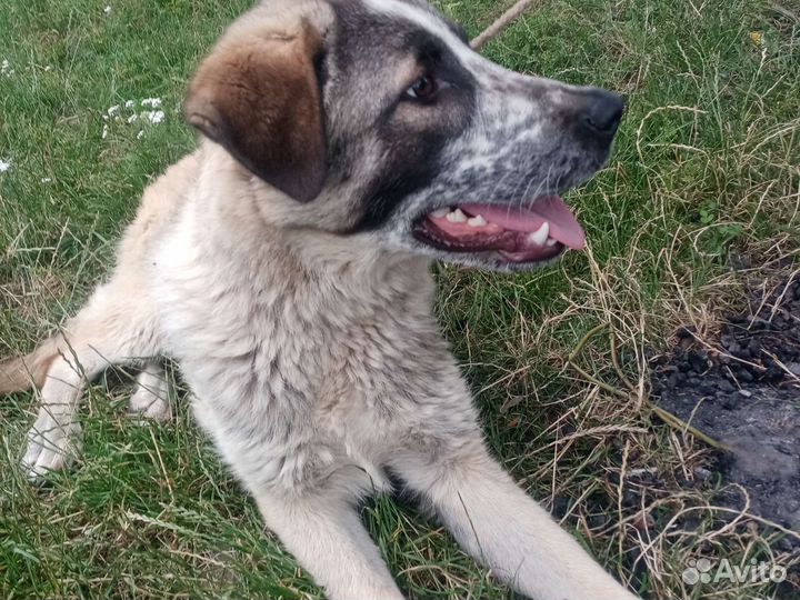 Щенки алабая