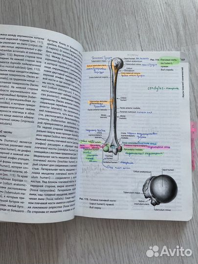 Учебник по анатомии