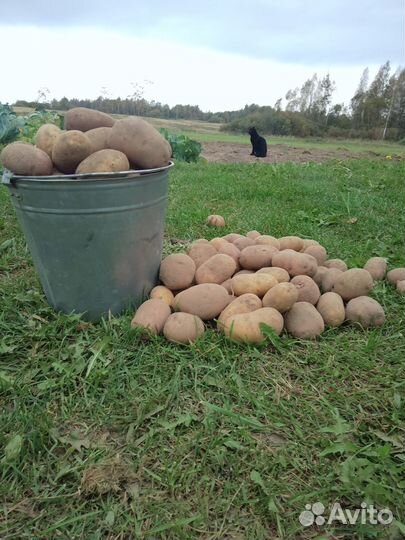 Деревенский картофель