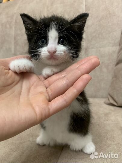 Котенок бесплатно