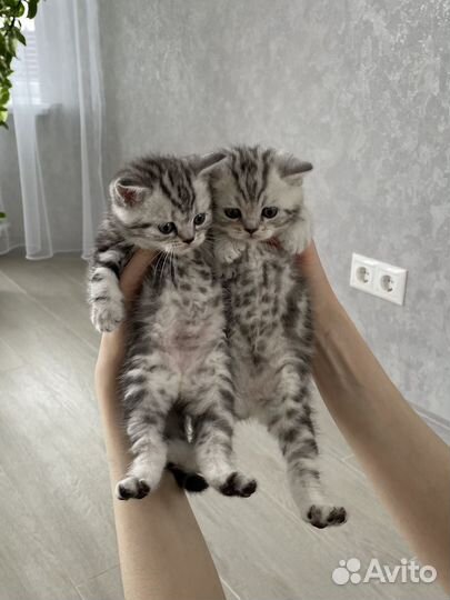Шотландские котята