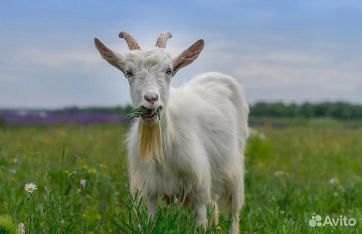 Коза дойная