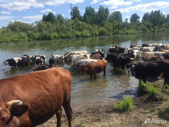 Быки на мясо, свинина коровы, телята