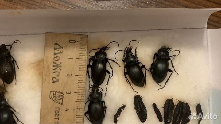 Жук жужелица гладкая Carabus glabratus