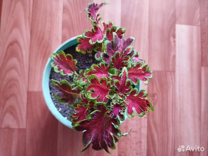 Зефирантес розовый,Колеусы