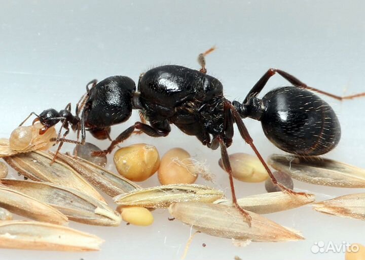 Messor (muticus)structor (муравьи-жнецы)