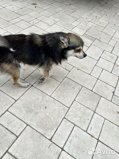 Найдена собака