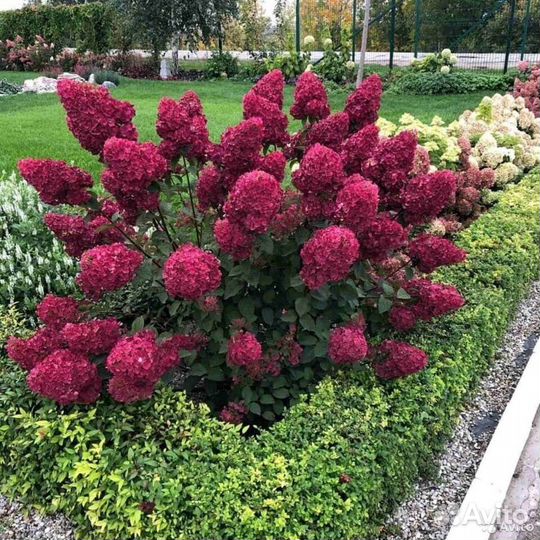 Гортензия метельчатая 